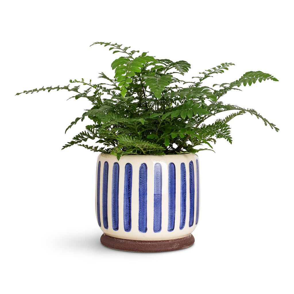 Asplenium Parvati In Stripe Pot Blue