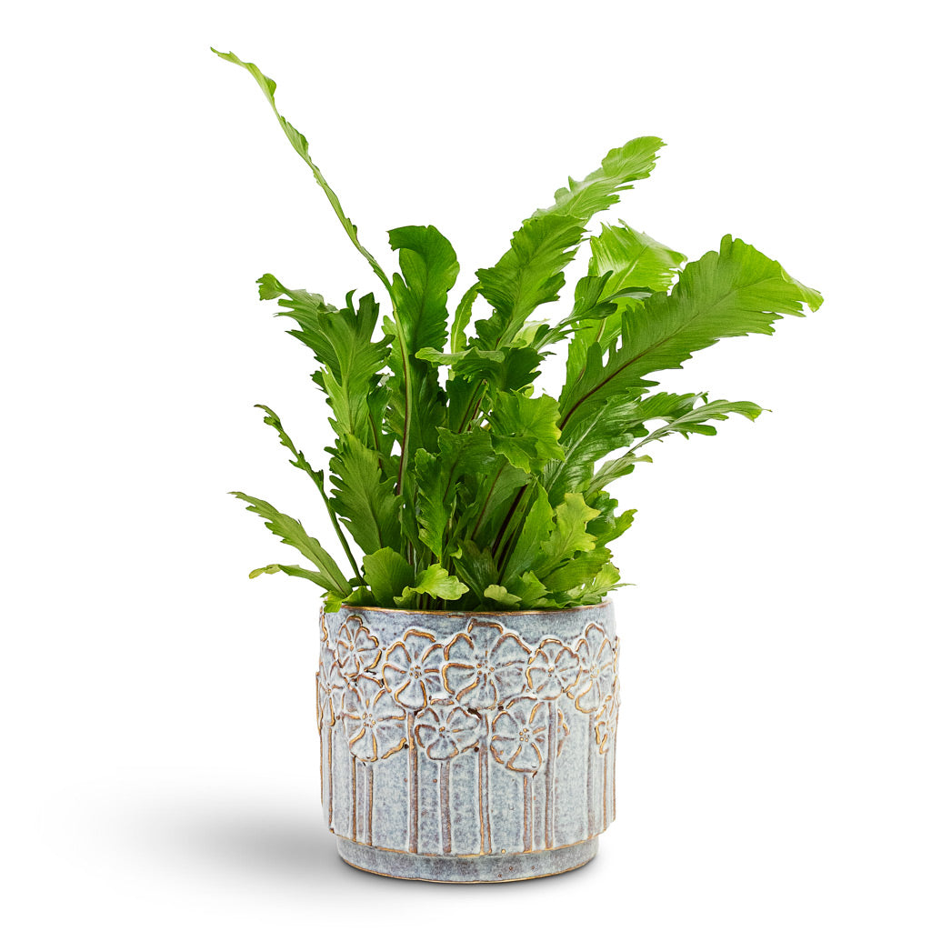 Asplenium nidus Campio House Plant In Lilou Pot Periwinkle