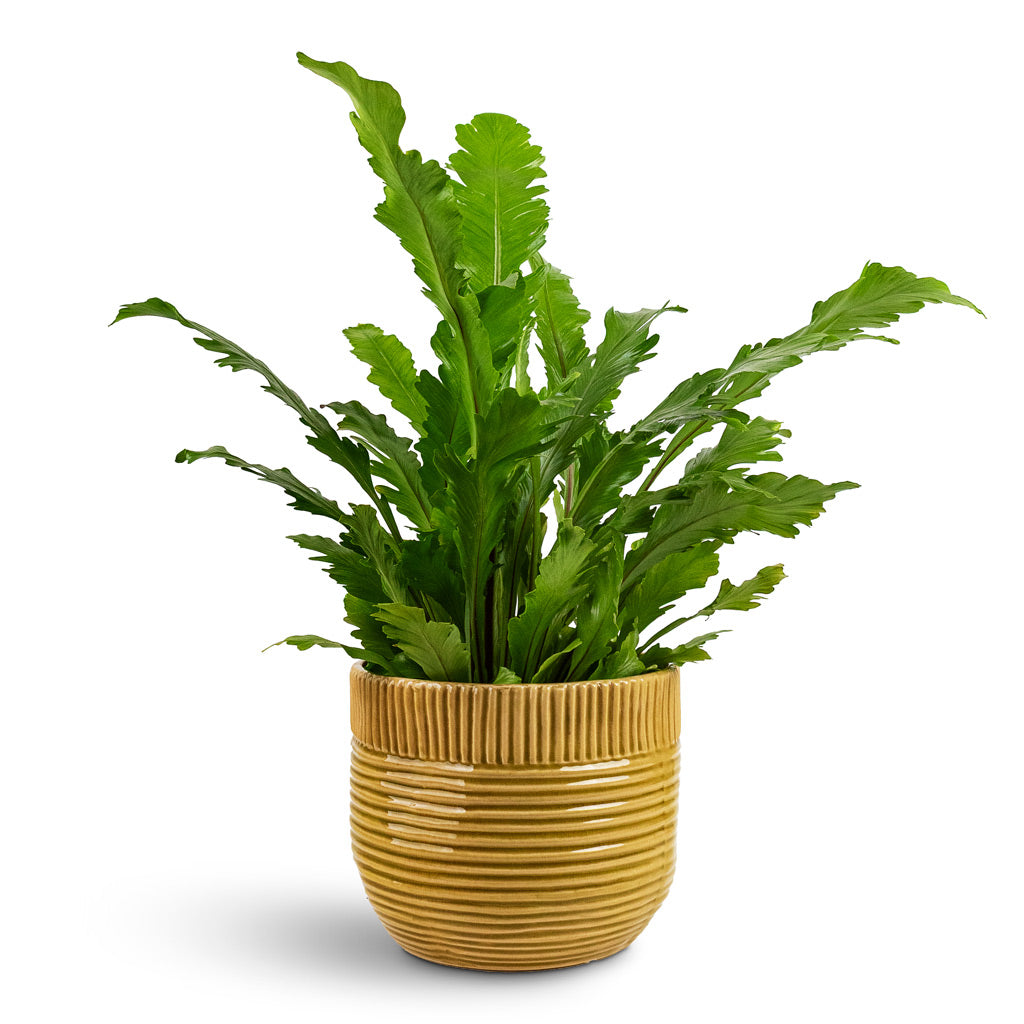 Asplenium nidus Campio House Plant In Nona Pot Mustard