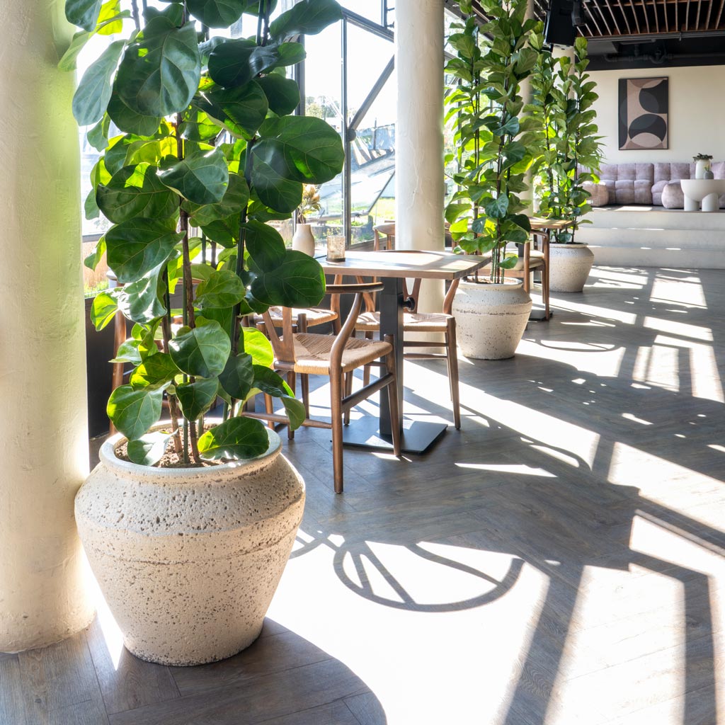 Ficus Lyrata Bambino In Athena Planter Chalk White