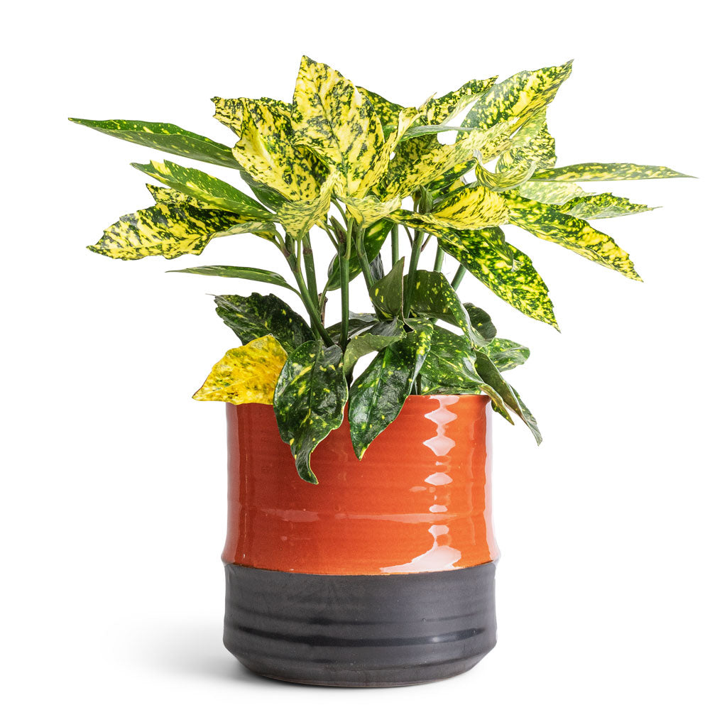 Aucuba japonica Variegata - Gold Dust Plant & Marlijn Plant Pot - Coral