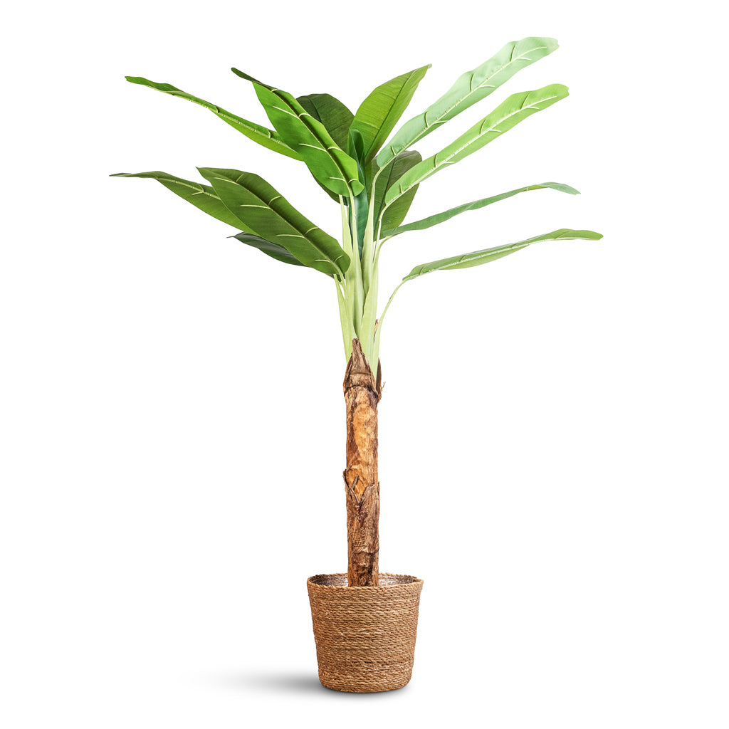 Banana Tree Artificial In Igmar Basket Natural