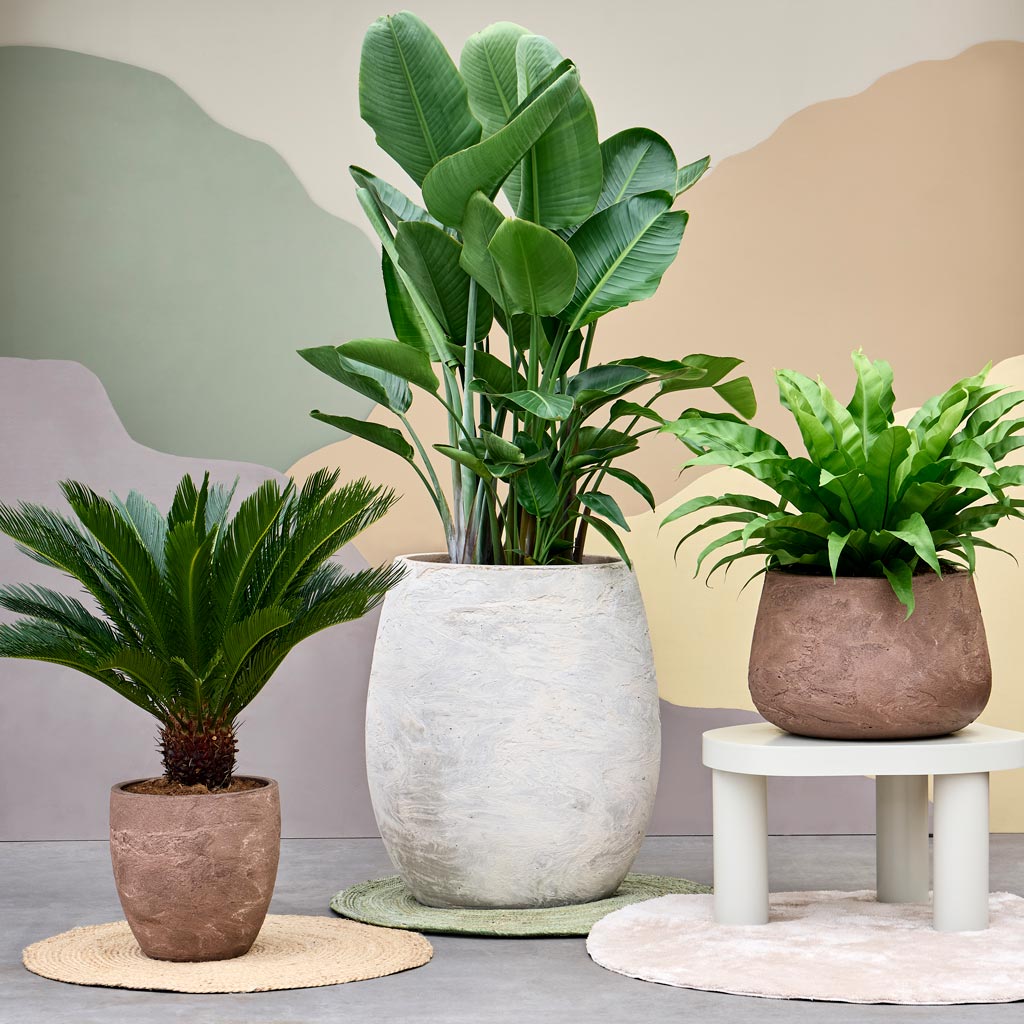 Baq Algar Balloon Planter White With Strelitzia Reginae
