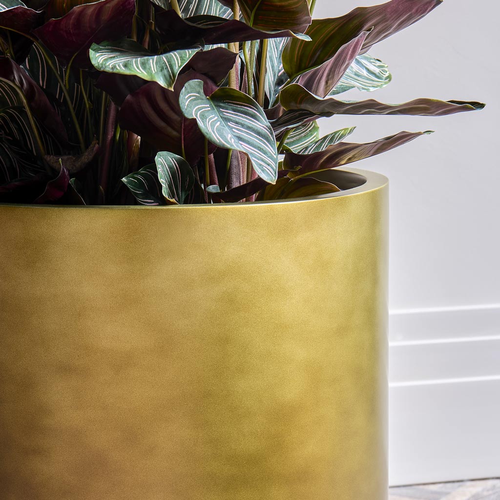 Aspidistra & Pin Stripe Calathea In Baq Gradient Cylinder Matt Honey Planter Close Up