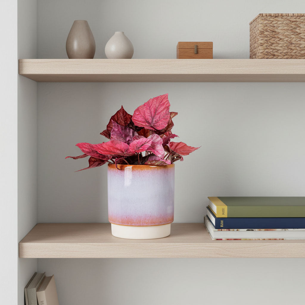 Begonia BD Rex Inca Flame 12x20cm House Plant In Copenhagen Pot Pink 13.5x14cm on bookshelves