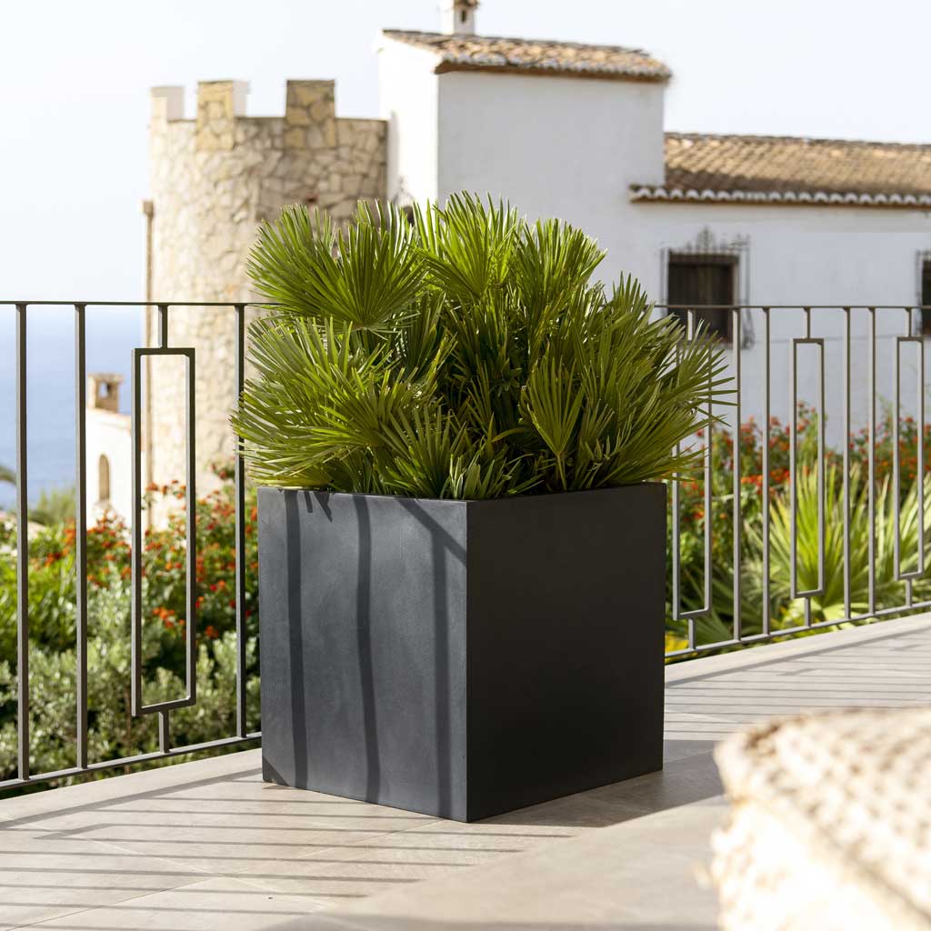 Block Natural Planter - Black Fan Palms With Villa