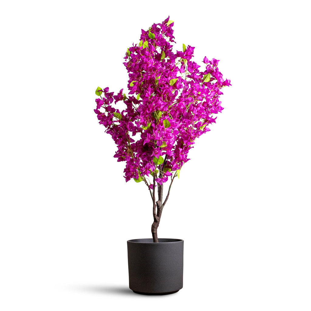 Bougainvillea Tree Purple Artificial - 145cm In Leon Pot Granite - 28x24cm