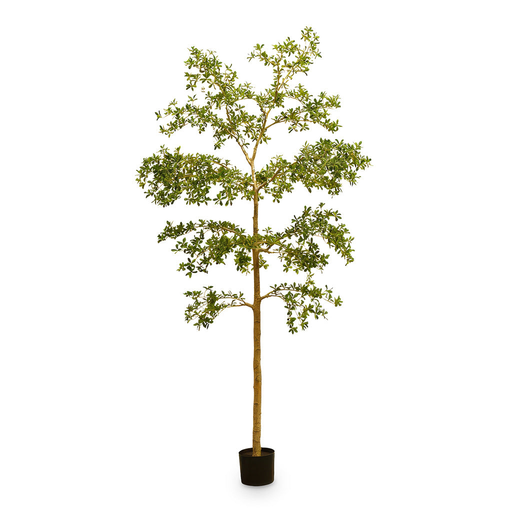 Bucida Tree Deluxe Potted Artificial 290cm