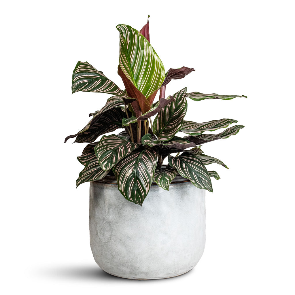 Calathea Sanderiana Pin Stripe Houseplant 14x50cm Mabel Plant Pot Ice Blue 21x17cm