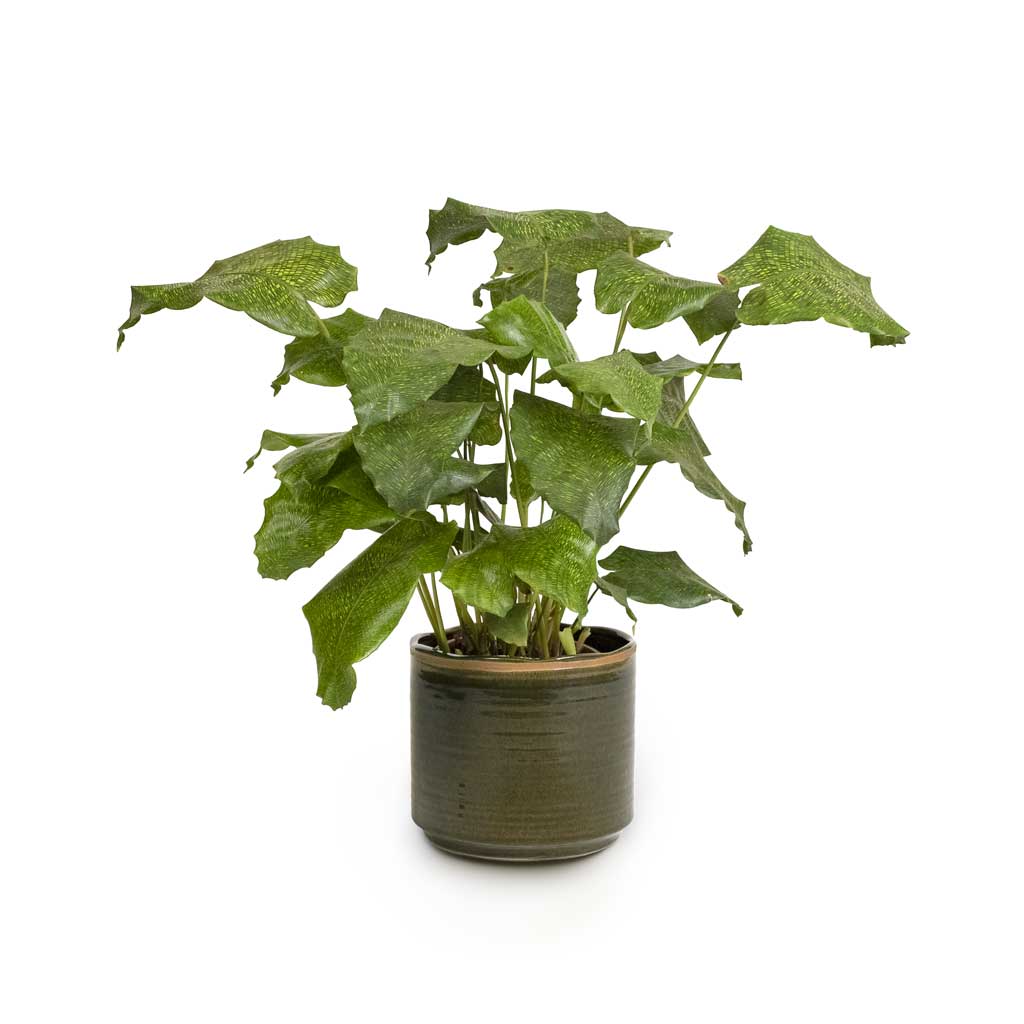 Calathea musaica Network & Jordy Plant Pot - Forest Green