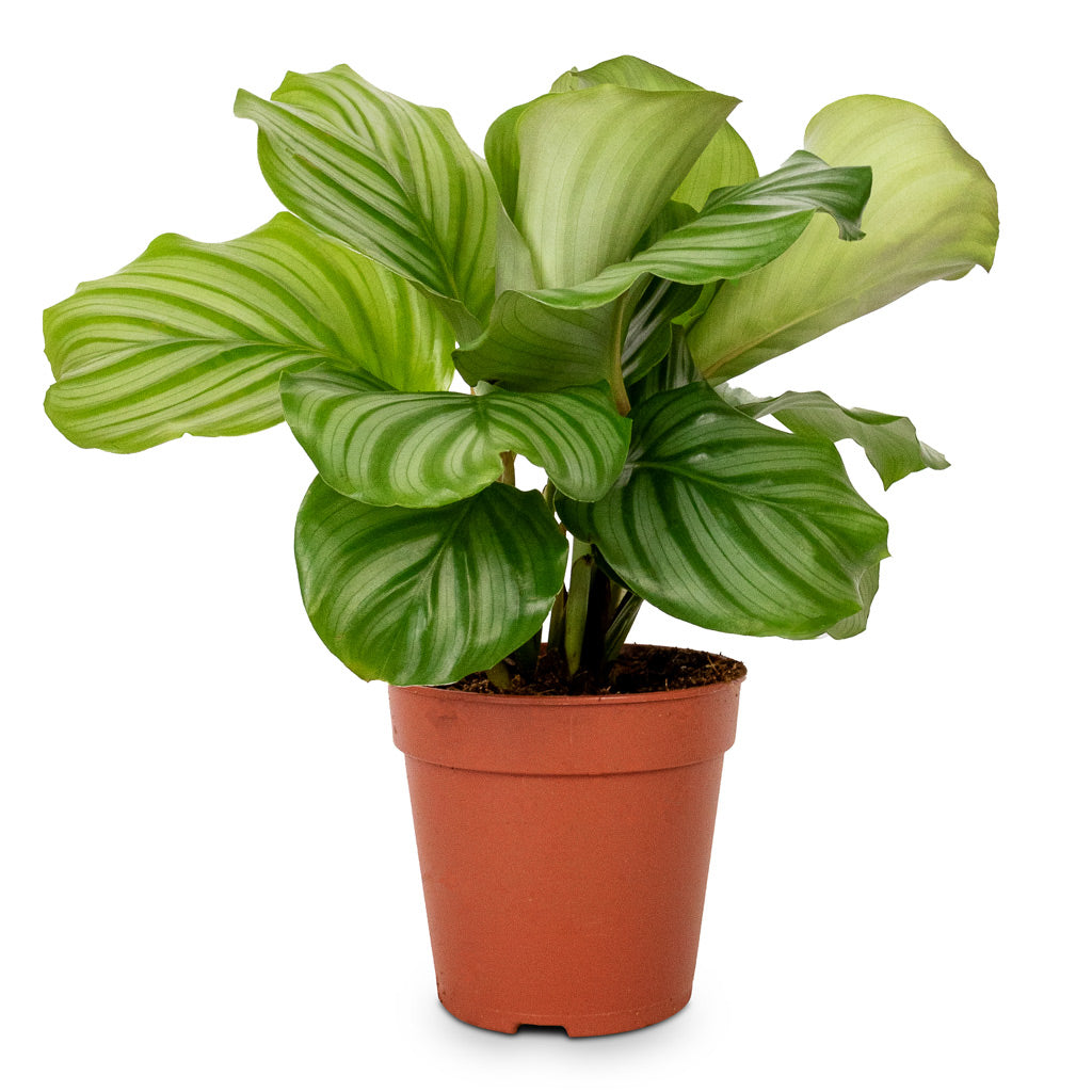 Calathea orbifolia - 12 x 35cm