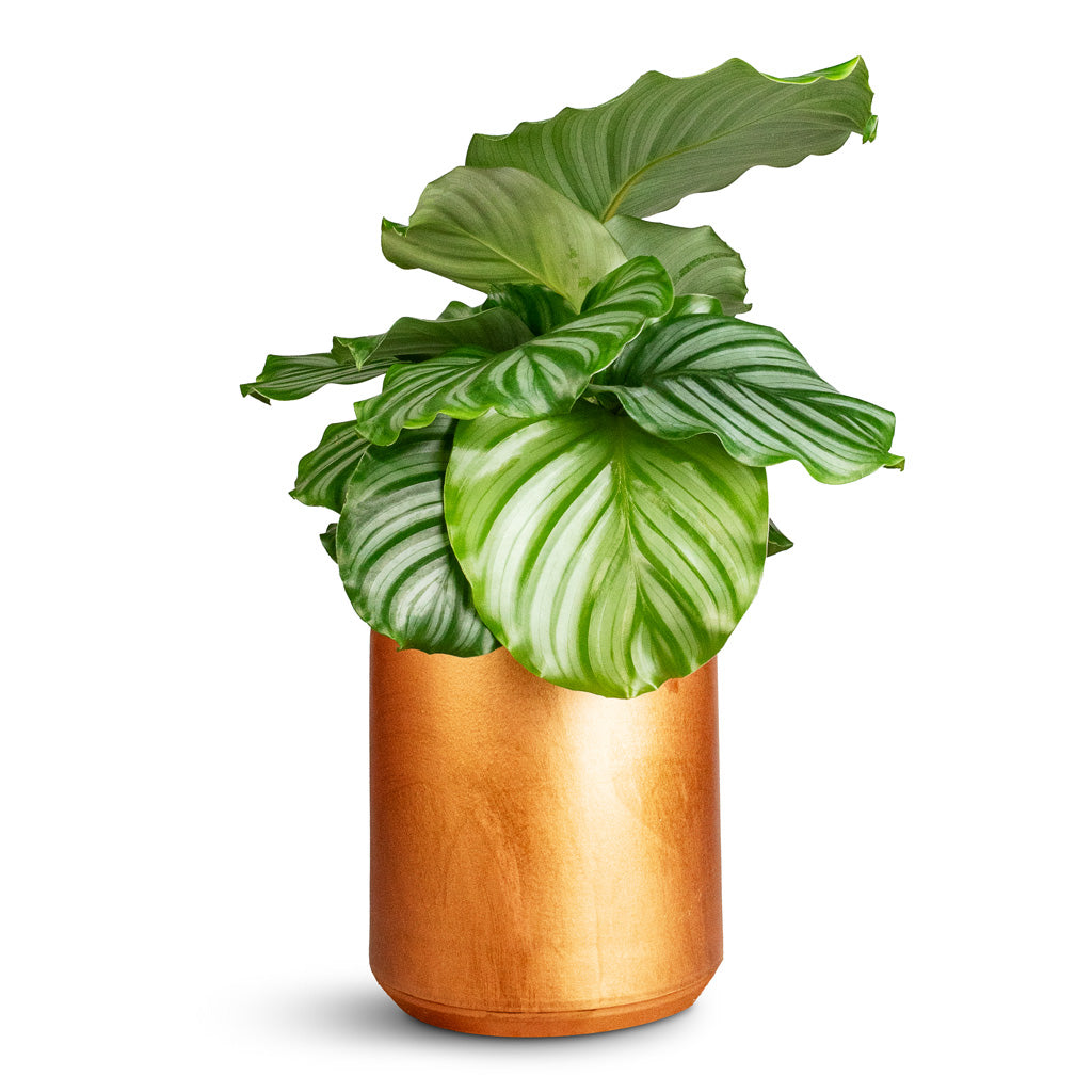 Calathea orbifolia In Tivoli Pot Copper