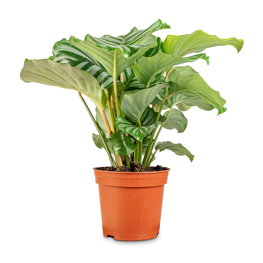 Calathea orbifolia - 14x50cm