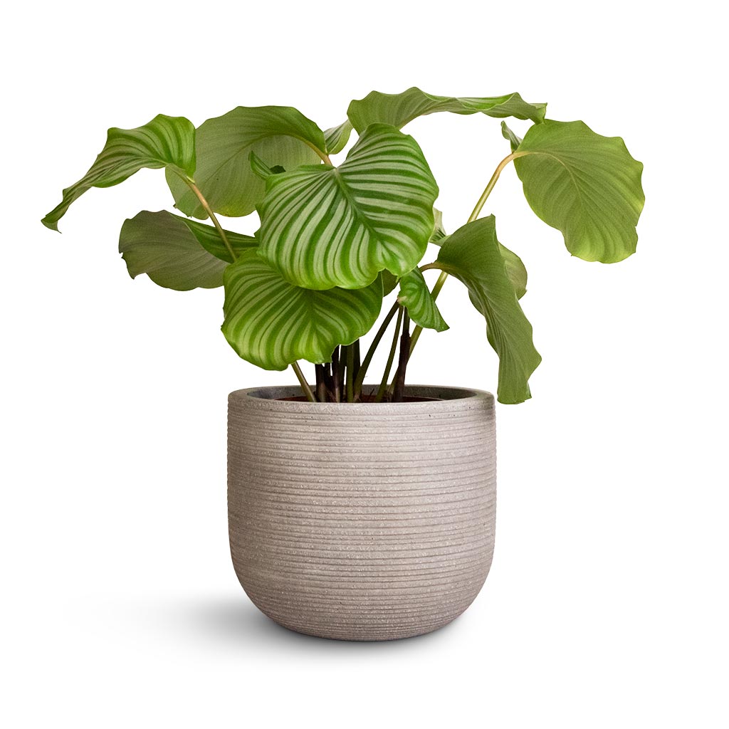 Calathea orbifolia & Cody Plant Pot - Ridged Cement
