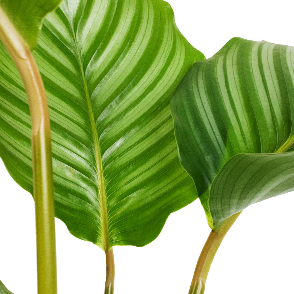 Calathea orbifolia Details