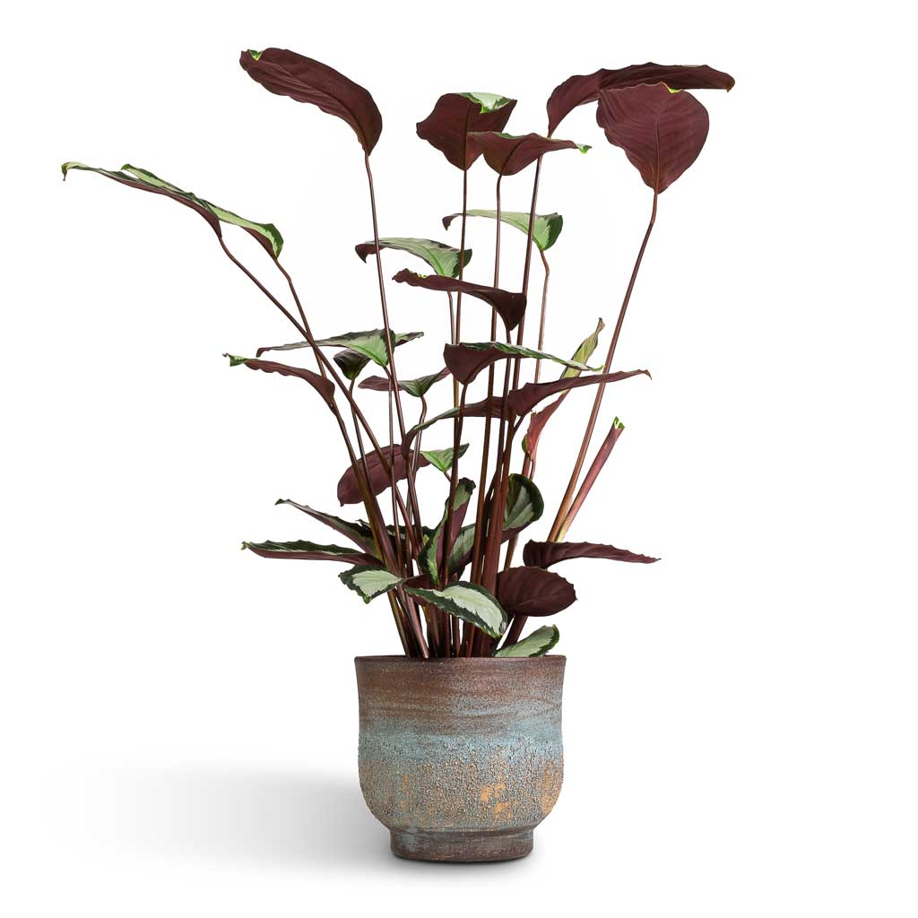 Calathea picturata Argentea & Aico Plant Pot - Shiny Blue