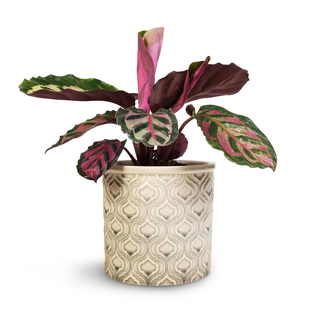 Calathea roseopicta Cora
