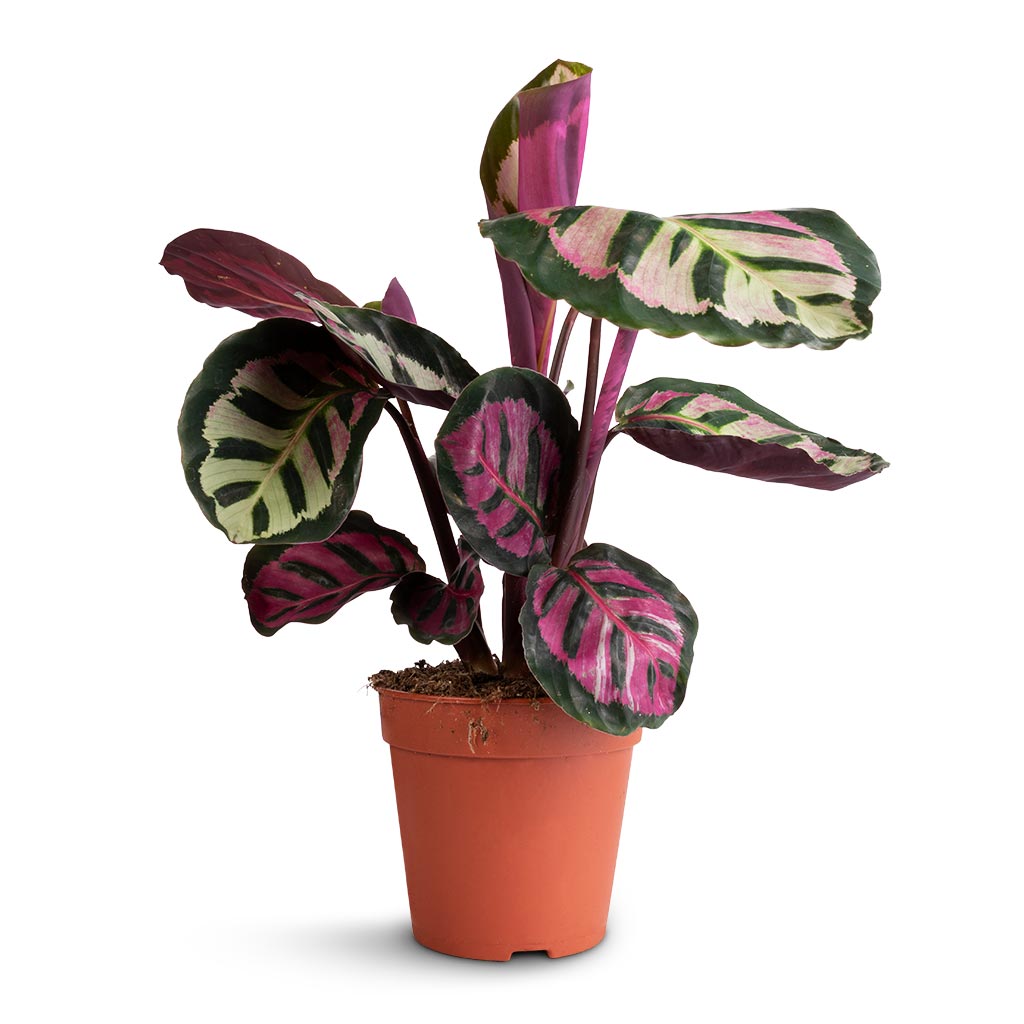 Calathea roseopicta Cora