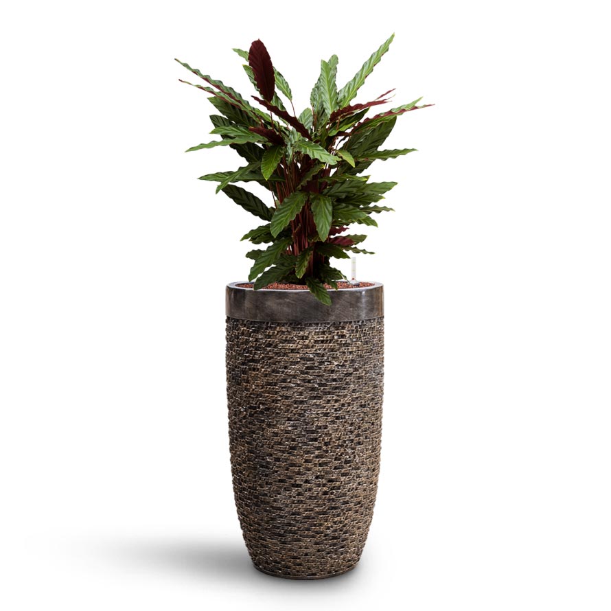 Calathea rufibarba - Velvet Calathea - HydroCare & Luxe Lite Layer Partner Planter - Bronze
