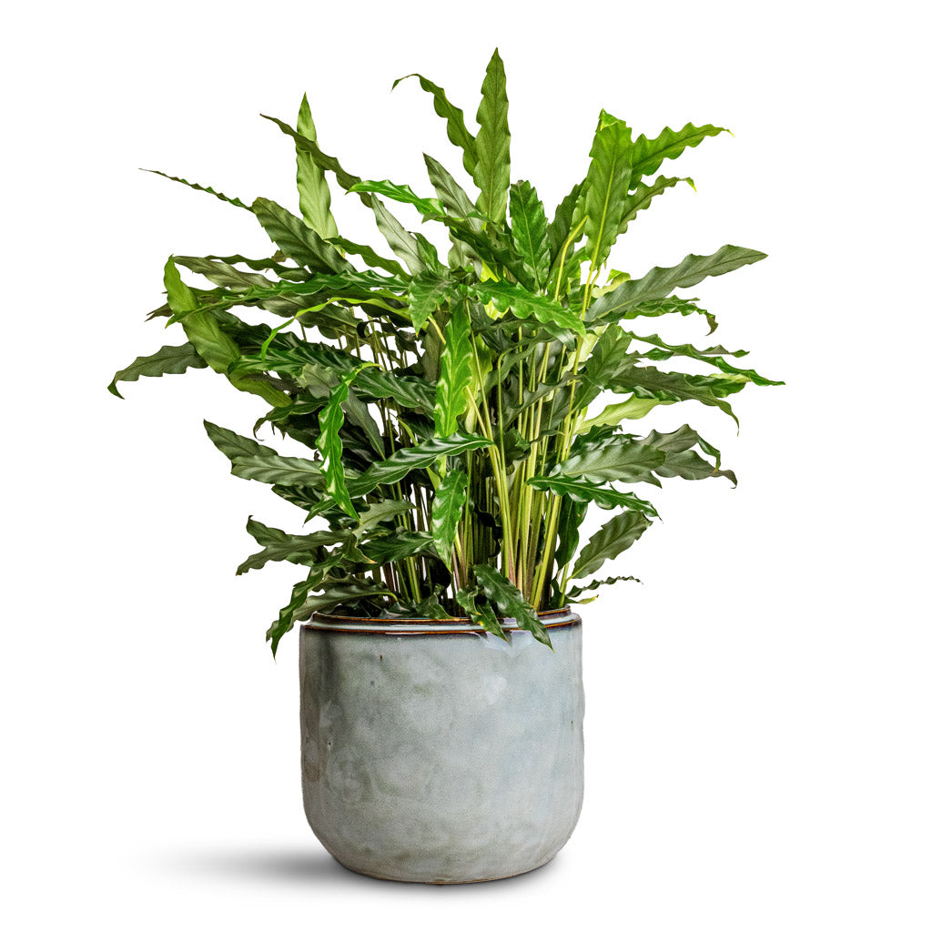 Calathea rufibarba Bluegrass Houseplant 17x60cm Mabel Plant Pot Ice Blue 23x20cm