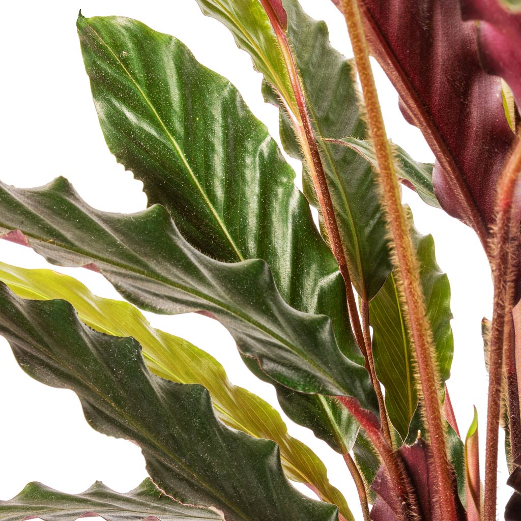 Calathea rufibarba - Velvet Calathea