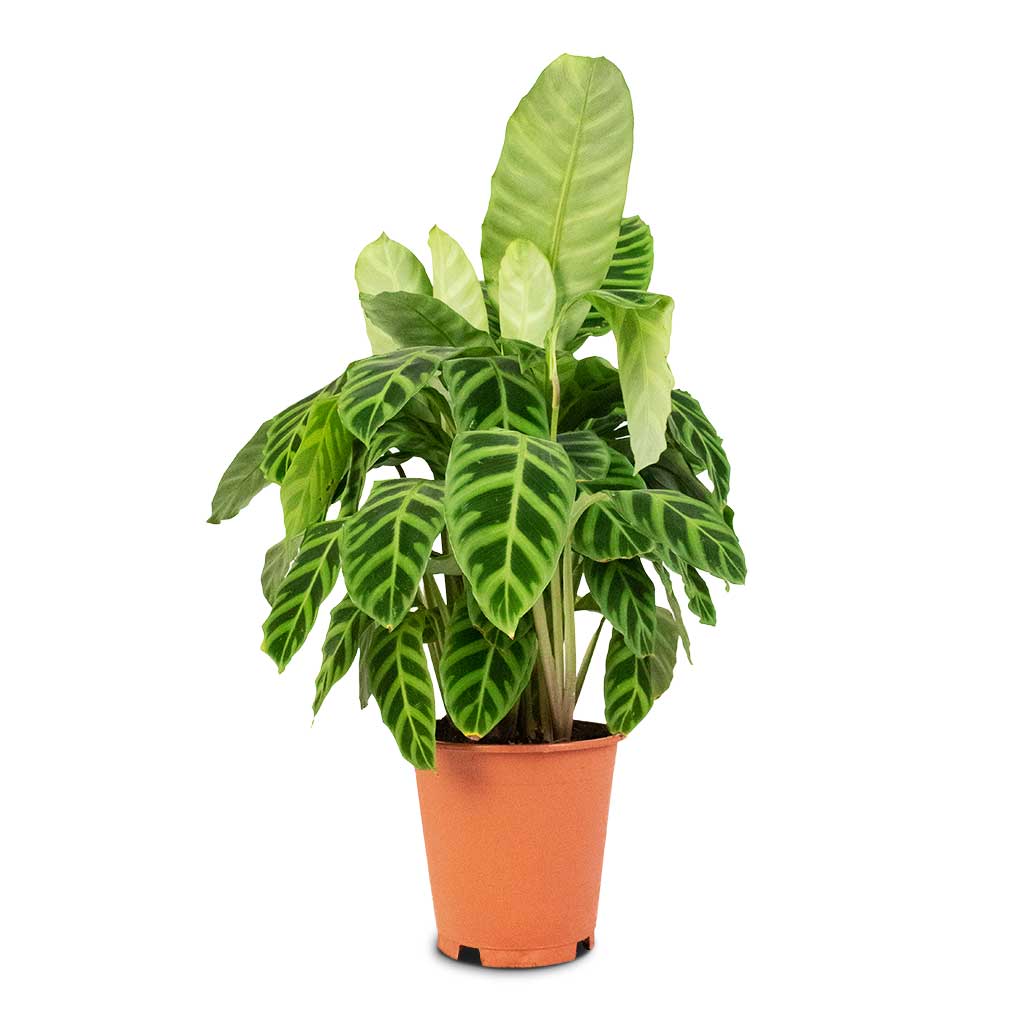 Calathea zebrina - Zebra Plant Large