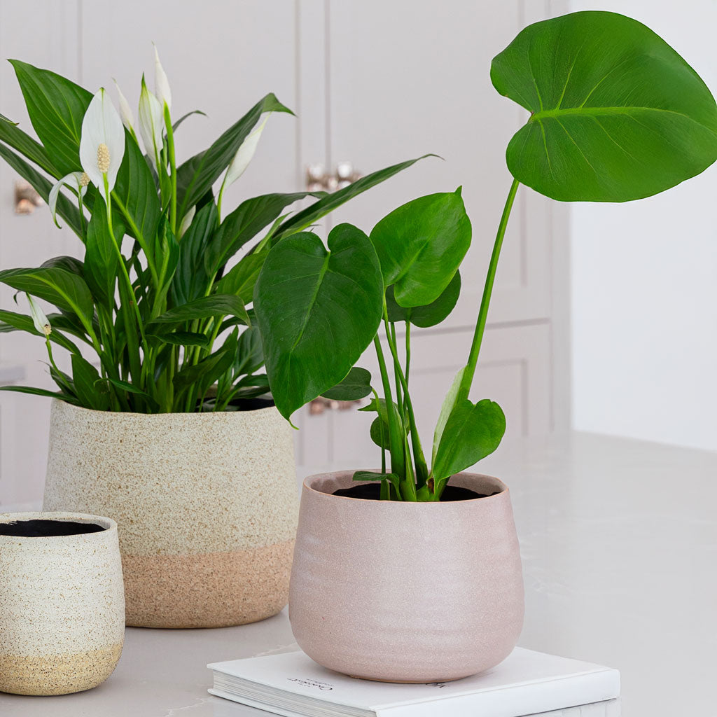 Monstera Deliciosa In Celeste Plant Pot Dust Pink
