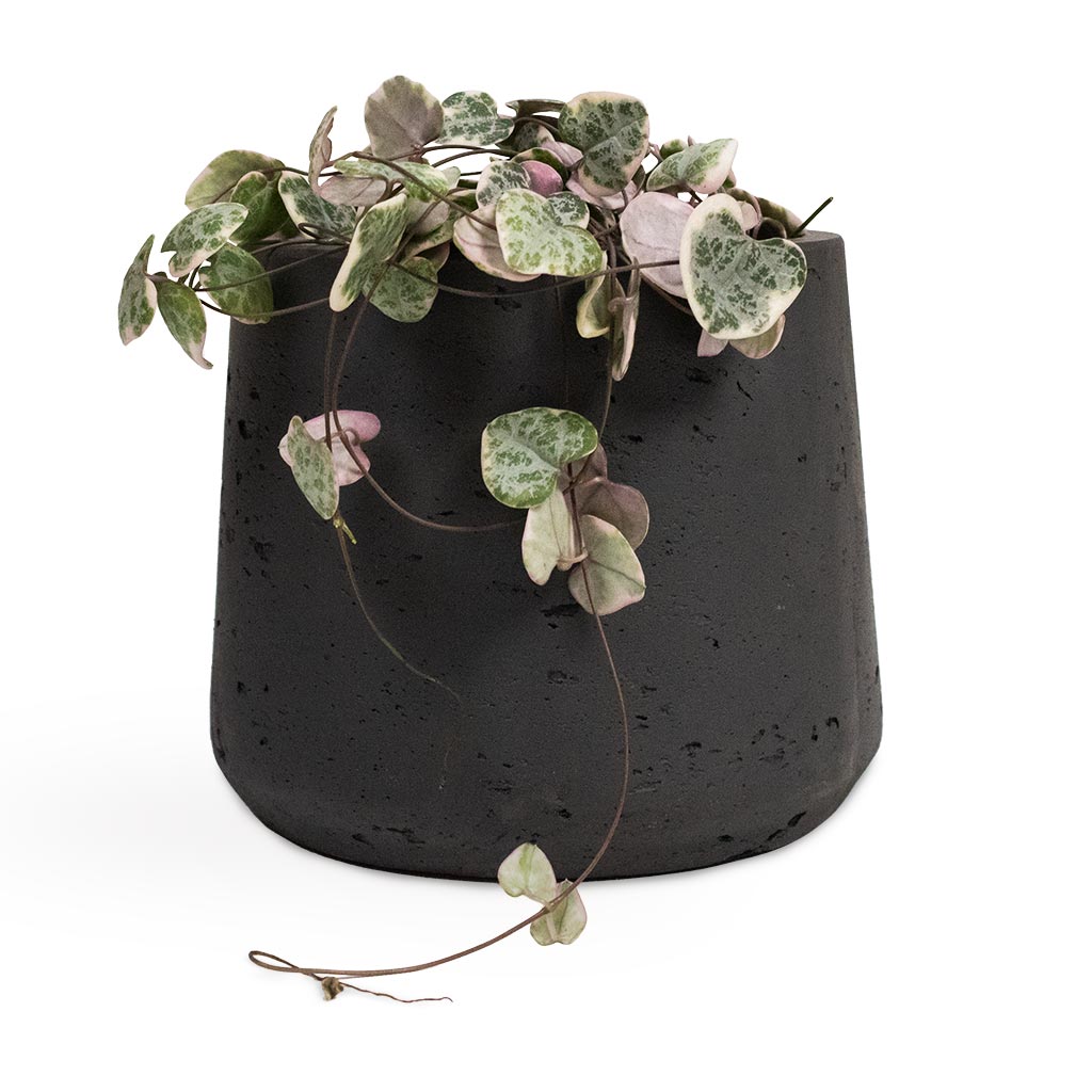 Ceropegia woodii - Variegated String of Hearts