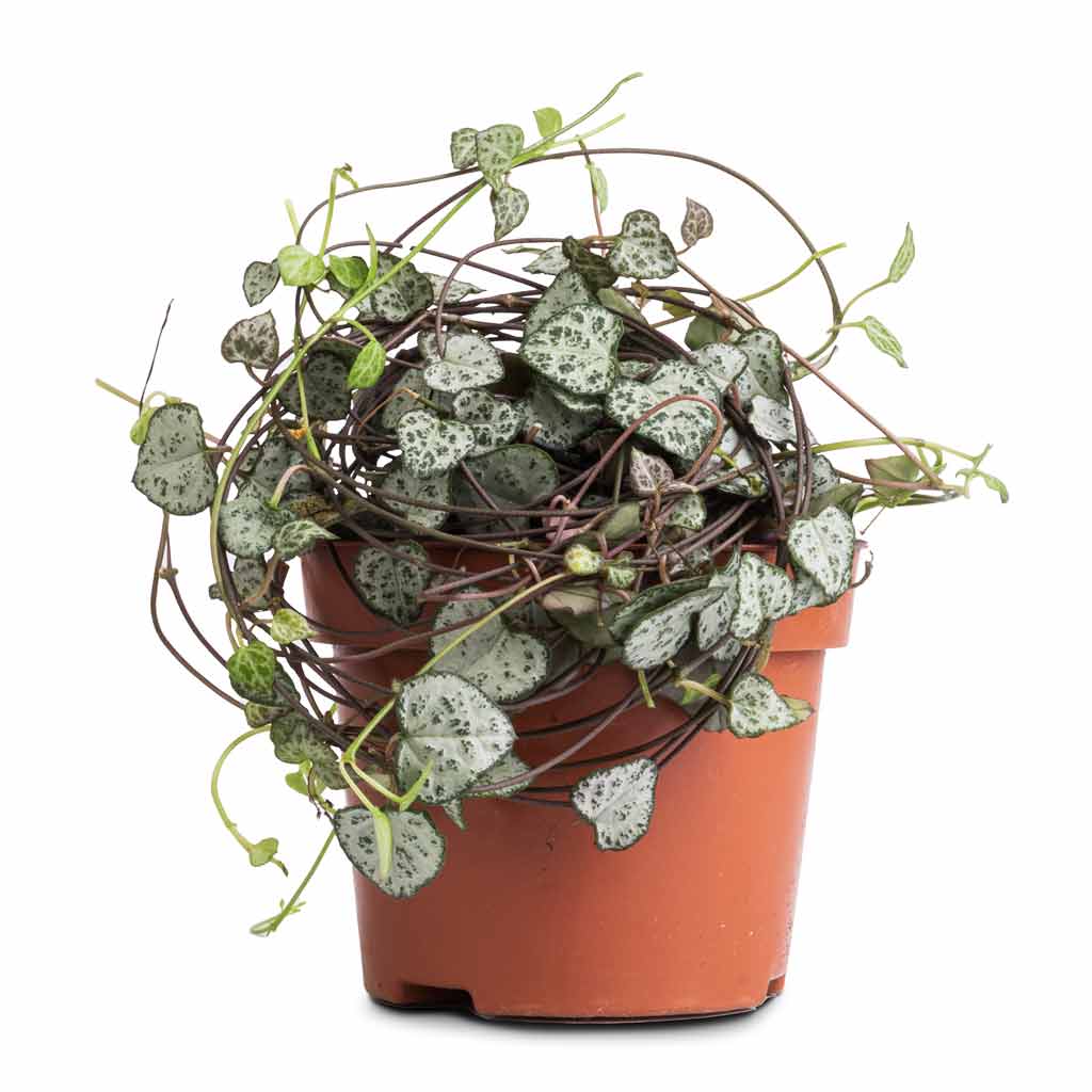 Ceropegia woodii - String of Hearts - 12 x 25cm (no hanger)