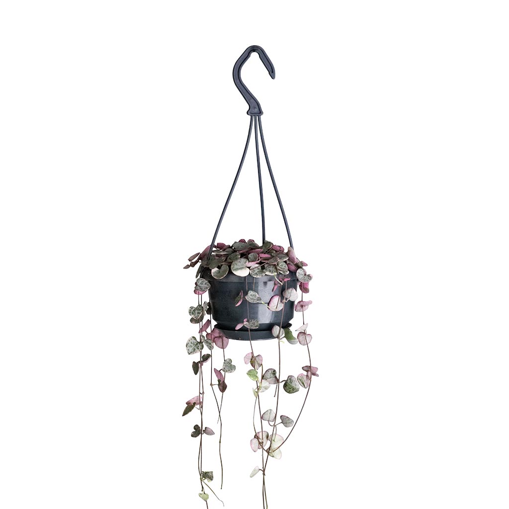 Ceropegia woodii variegata - Variegated String of Hearts