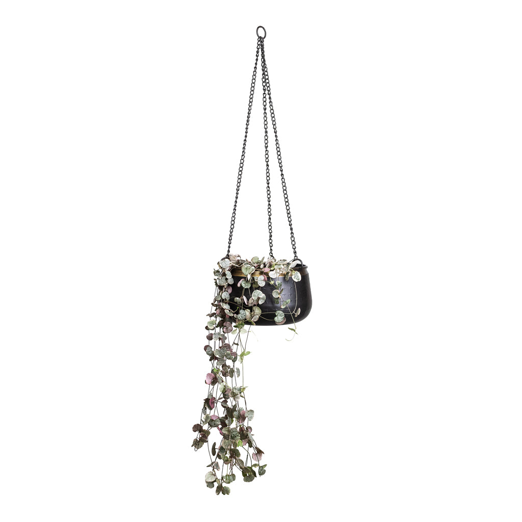 Ceropegia woodii Variegated - 14x30cm In Sahara Hanging Pot Slate - 18x11cm