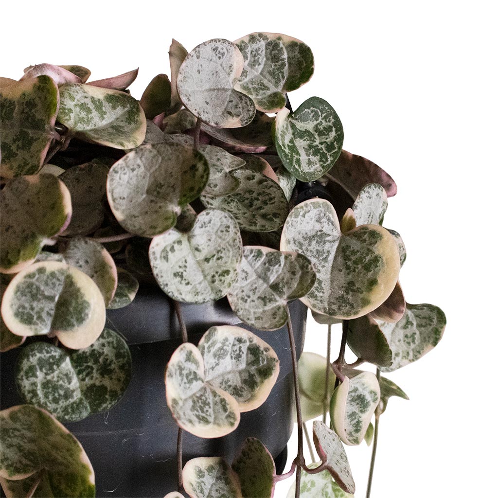Ceropegia woodii - Variegated String of Hearts Close Up