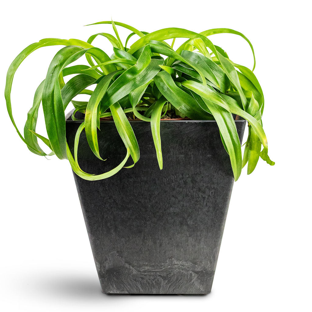Chlorophytum Green Bonnie House Plant In Ella Artstone Pot Black