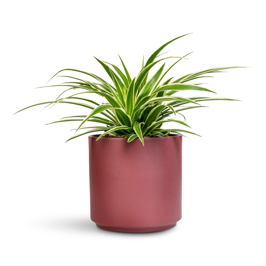 Chlorophytum Ocean - 12x20cm In Prague Pot Rose - 16x16cm