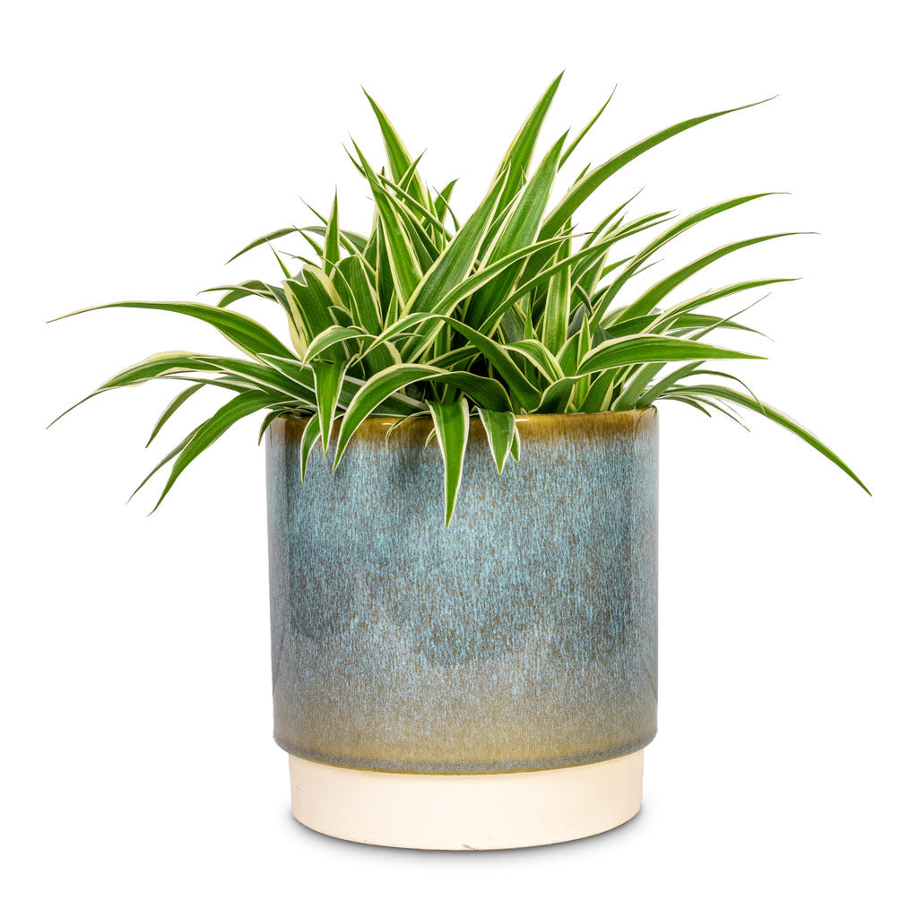 Chlorophytum Ocean Spider Plant - 15x25cm - Copenhagen Plant Pot Aqua - 18.5x19.5cm