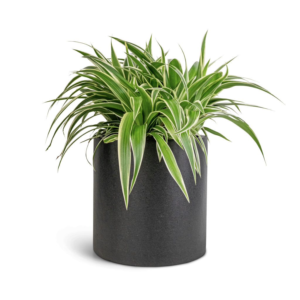 Chlorophytum Ocean - Spider Plant & Puk Natural Planter - Matt Black