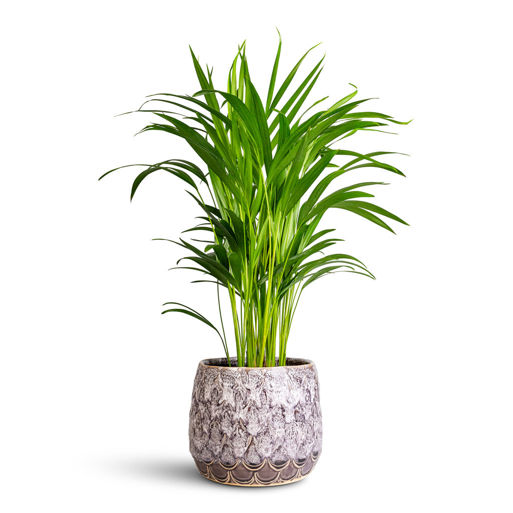 Chrysalidocarpus lutescens Areca 17x65cm in Debby Plant Pot - Lavender 21x17cm