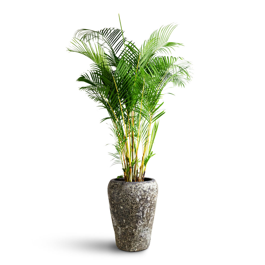 Chrysalidocarpus lutescens Areca 27x160cm Lava Emperor Relic Planter Pink 45x75cm