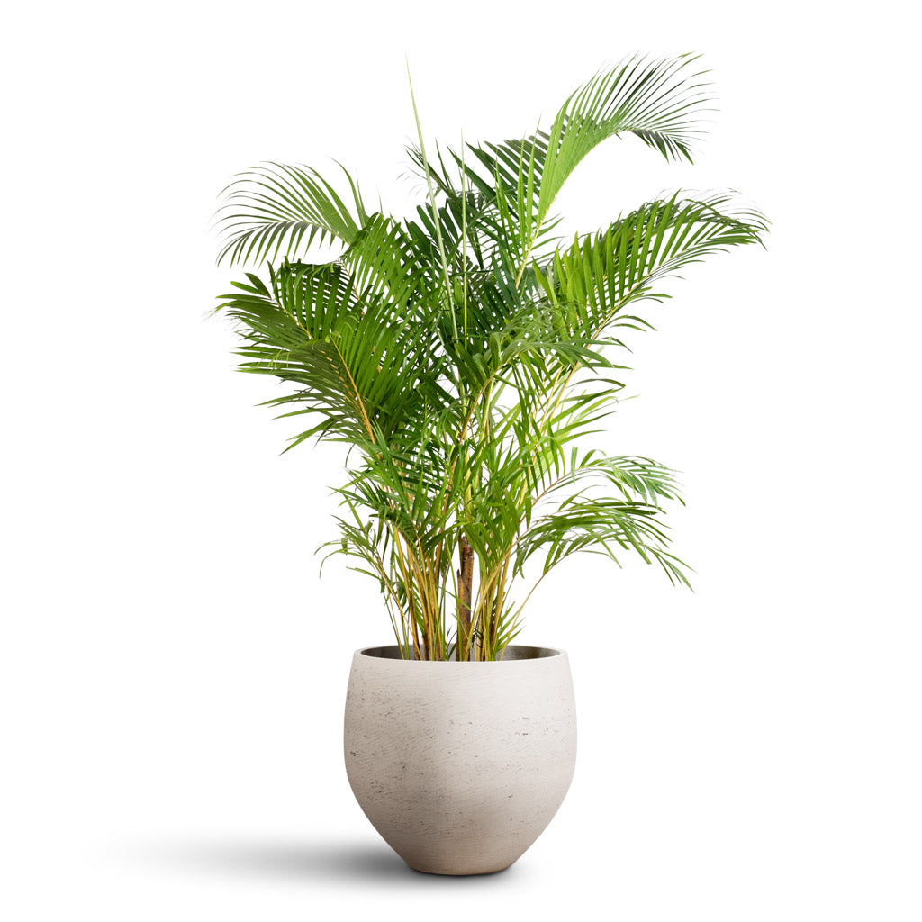 Chrysalidocarpus lutescens Areca 27x160cm Mini Orb Kevan Pot Grey Washed 48x43cm