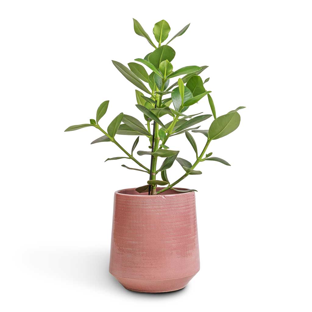 Clusia rosea Princess - Autograph Tree & Remi Plant Pot - Pink