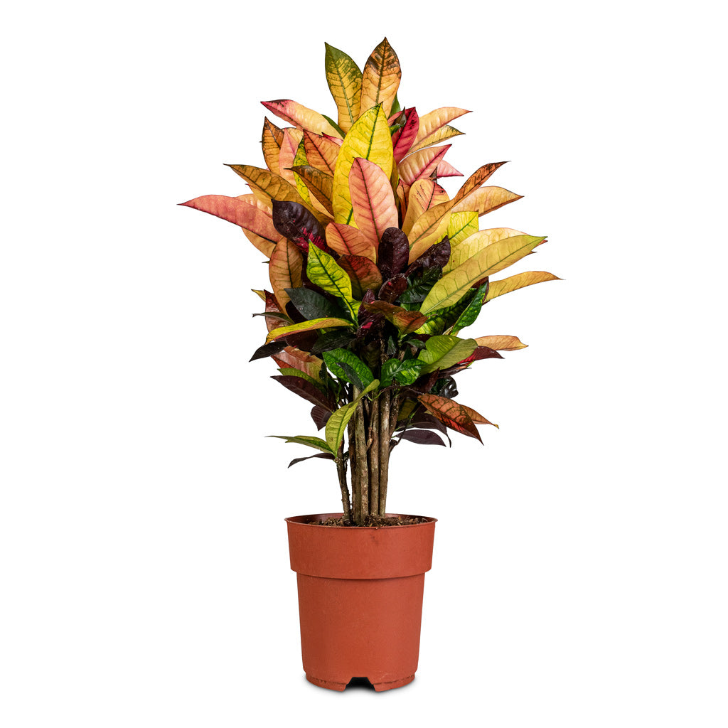 Codiaeum Iceton - 19x70cm