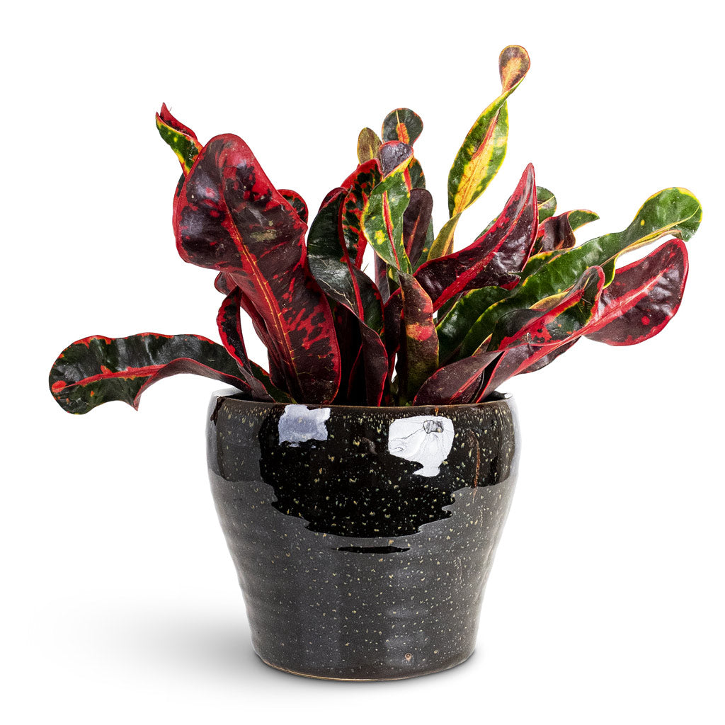 Codiaeum Mammi 12x35cm House Plant In Nia Pot Midnight 18x15cm