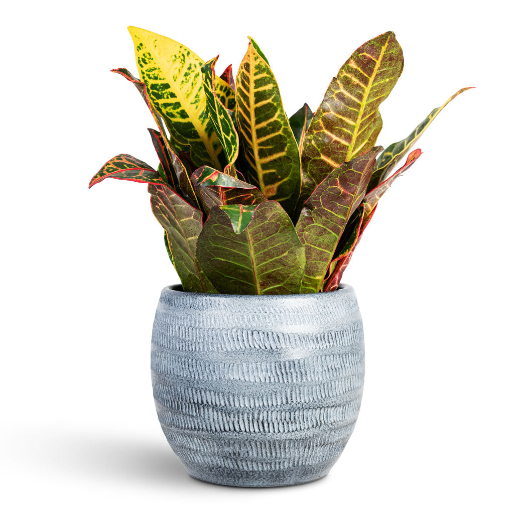 Codiaeum Petra 13x40cm House Plant In Manuel Pot Shiny Grey 16x13cm