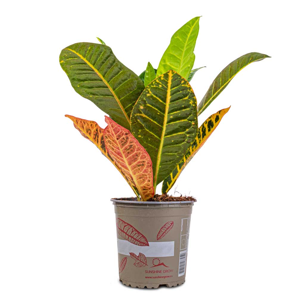 Codiaeum Petra - Croton