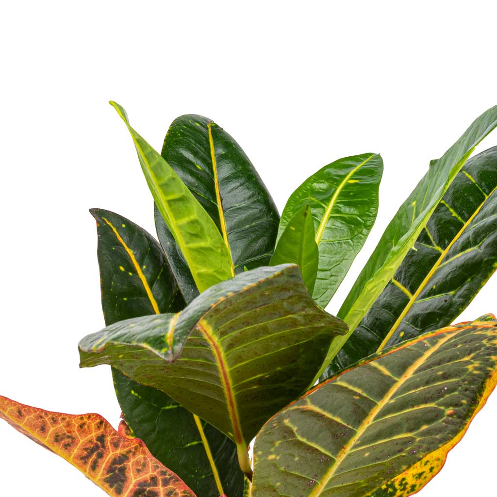 Codiaeum Petra - Croton