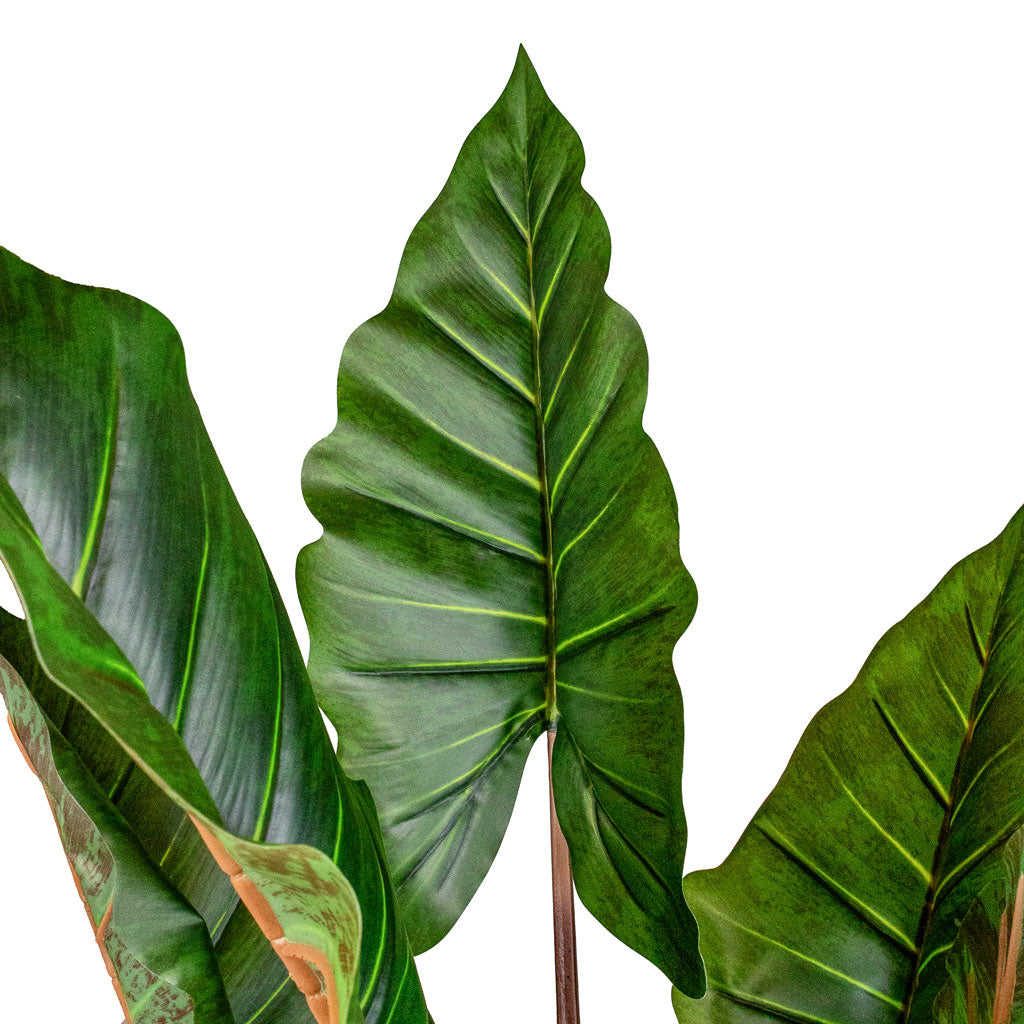 Colocasia Artificial Close Up Detail