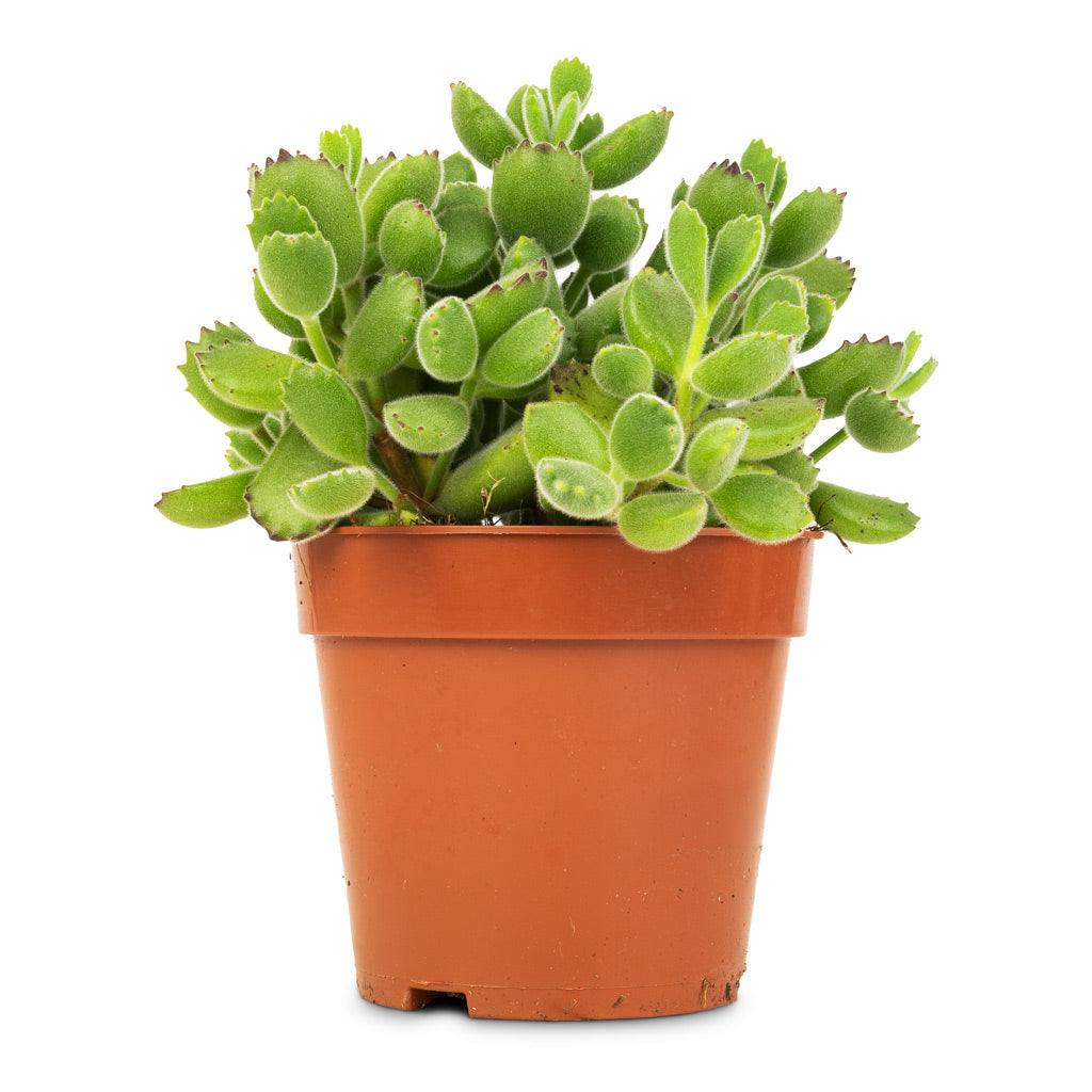 Cotyledon tomentosa ladys - Bear Paw Plant - 12 x 25cm