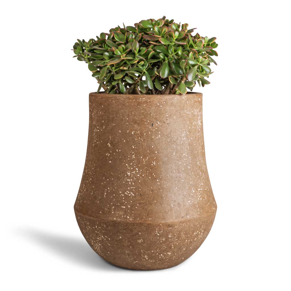 Crassula ovata Sunset - Jade Plant & Polystone Coated Darcy Planter - Rock