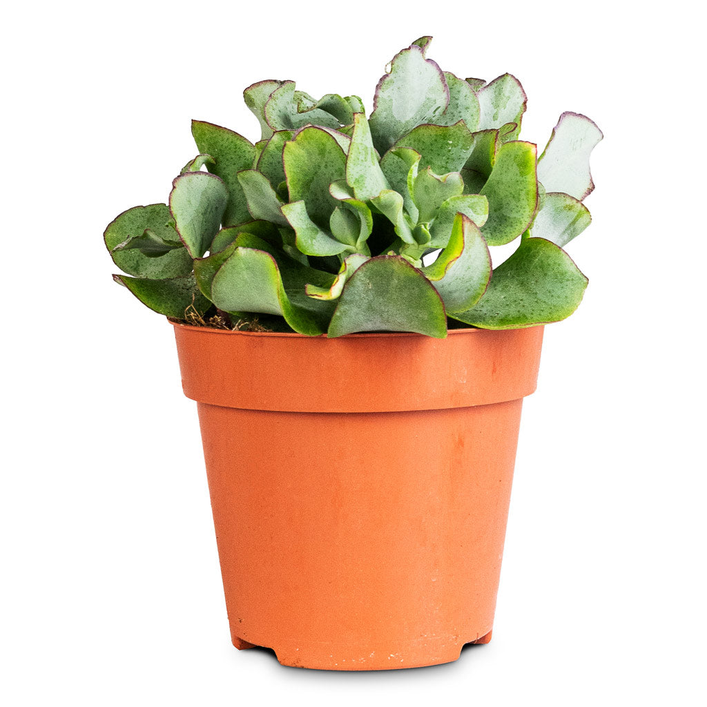 Crassula ovata Undulata - 12x25cm