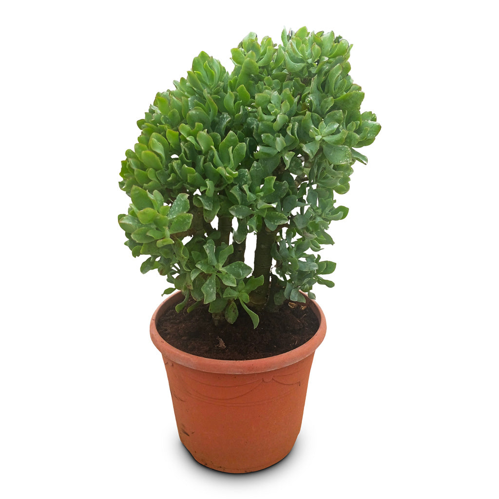 Crassula ovata Undulata 30x60cm